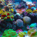 Photo of Cooperative Center for Study Abroad (CCSA): Summer Term - Belize Land & Sea