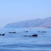 Photo of GVI: Tenerife - Short - Term Marine Biology Internship in the Canary Islands