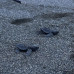 Photo of SIT Study Abroad: Panama - Tropical Ecology, Marine Ecosystems, and Biodiversity Conservation