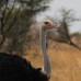 Photo of Round River Conservation Studies - Botswana Program