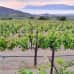 Photo of Cerca Abroad: Greece – Agriculture & Viticulture Internship
