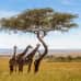 Photo of SIT Study Abroad: Kenya - Public Health in the Tropics Internship (Summer)