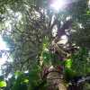 A student studying abroad with SUNY Binghamton: Traveling - Tropical Forest Workshop