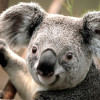 A student studying abroad with Direct Enrollment: Melbourne - La Trobe University