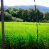 A student studying abroad with Education Abroad Network: Thailand / Cambodia Semester