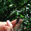 A student studying abroad with The School for Field Studies / SFS: Costa Rica - Sustainable Development Studies