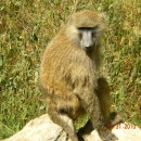Study Abroad Programs in Kenya Photo