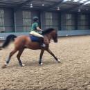 Adelante: Edinburgh - Equine Summer Program in Scotland Photo