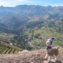 Study Abroad Reviews for Operation Groundswell: Experiential Education & Community Service in Peru