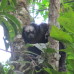 Photo of SIT Study Abroad: Ecuador - Comparative Ecology and Conservation