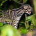 Photo of International Field Studies: Wildlife Conservation - Study Abroad Borneo