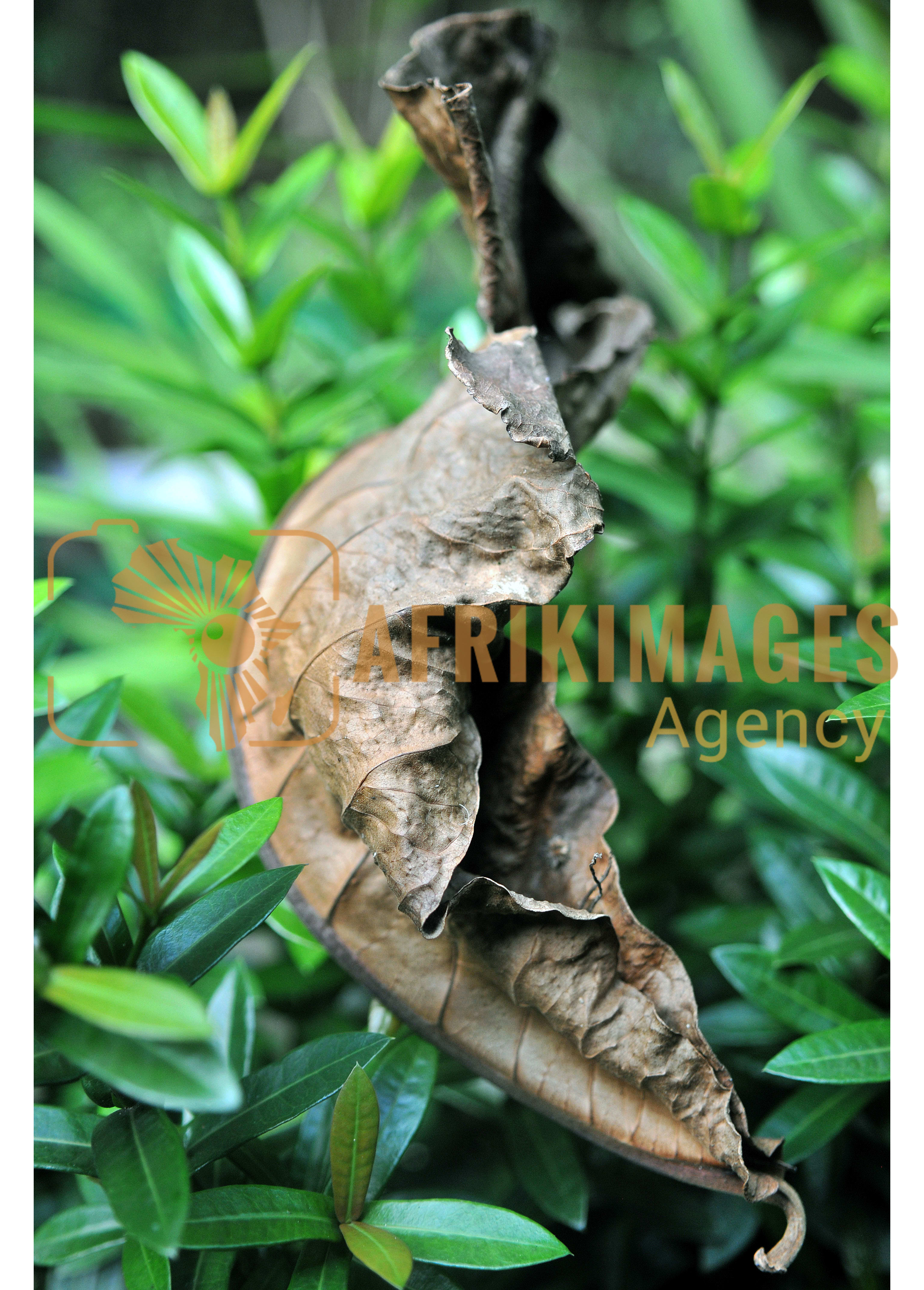 Afrikimages flore du gabon