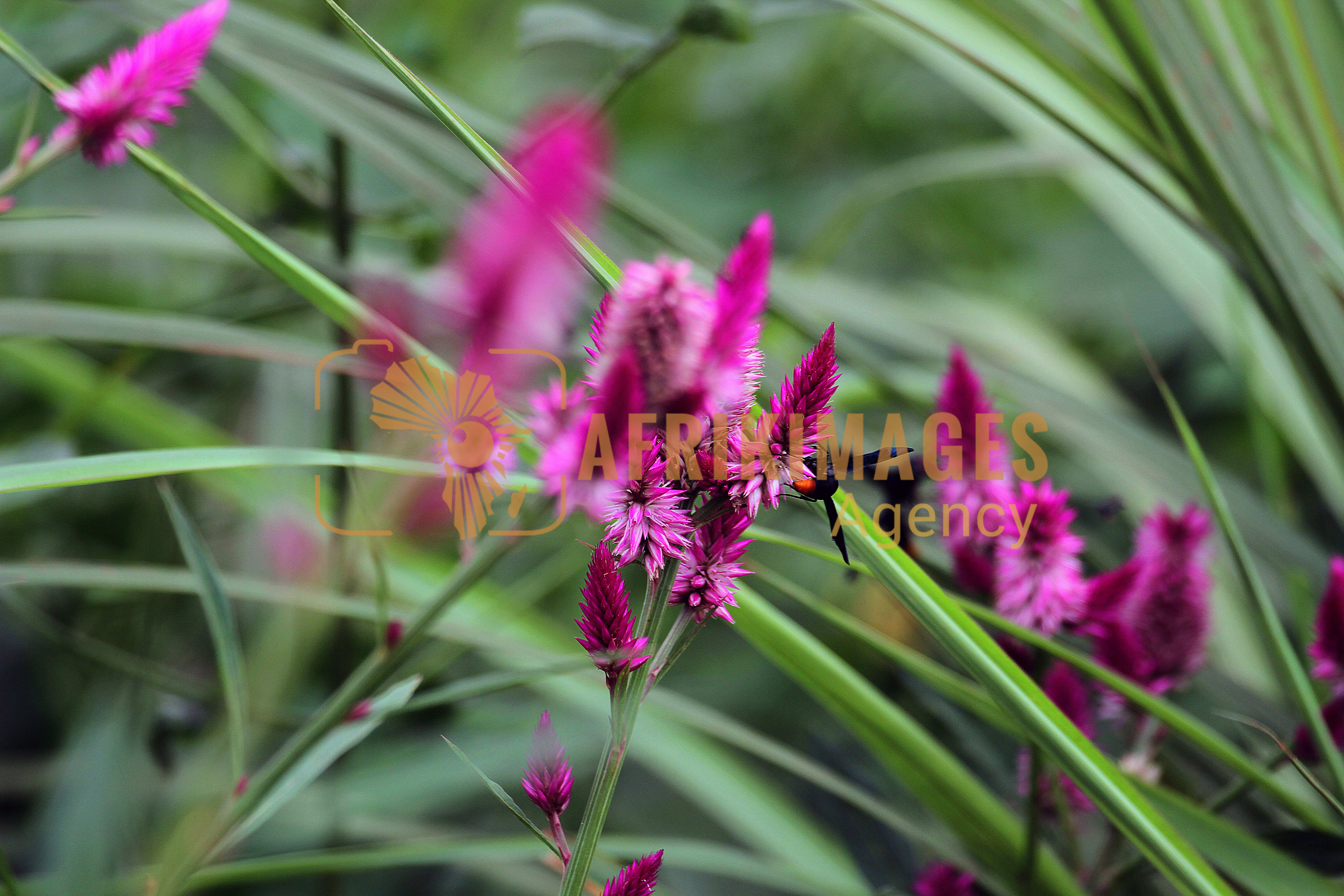 Afrikimages flore du gabon