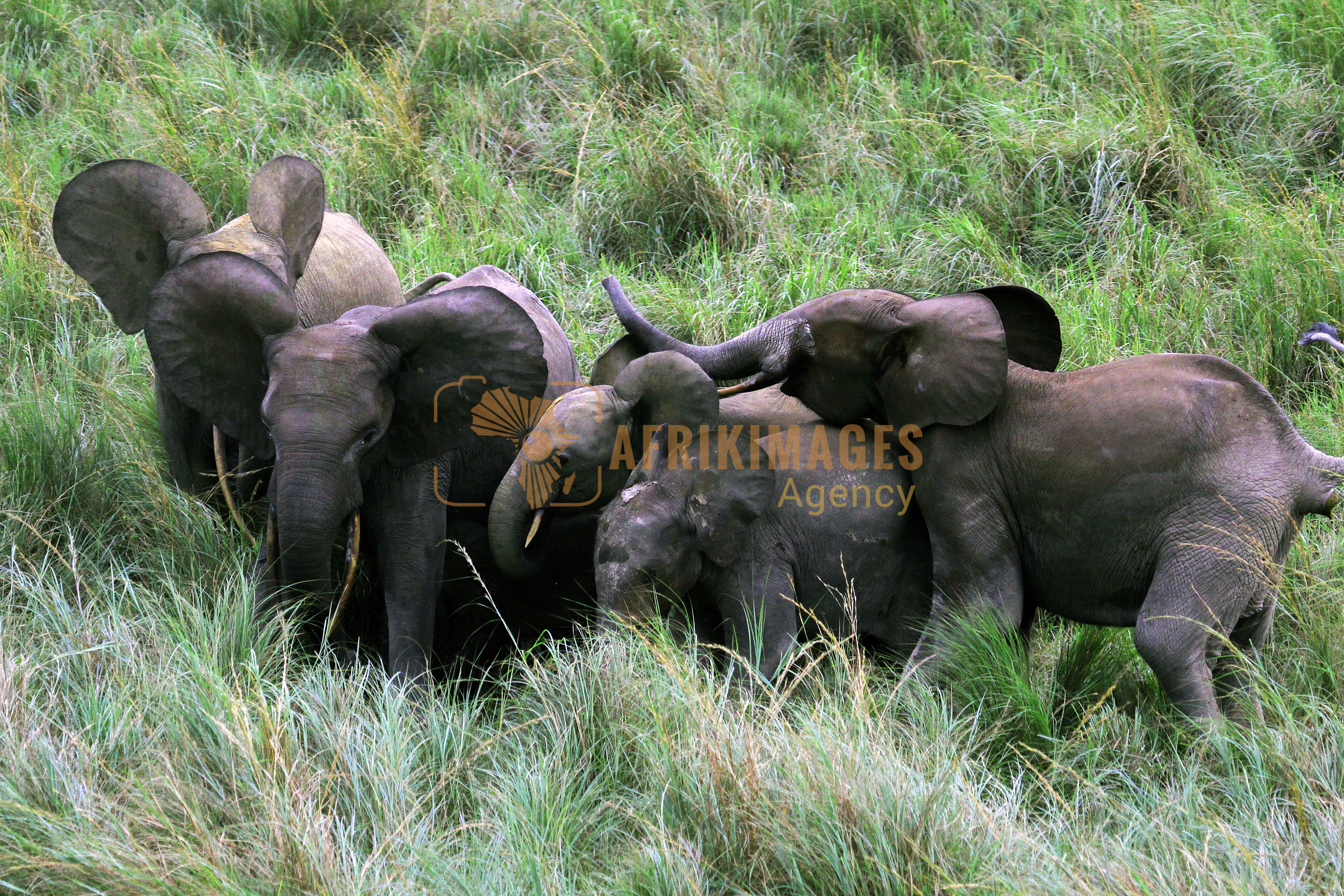 gabon / animaux