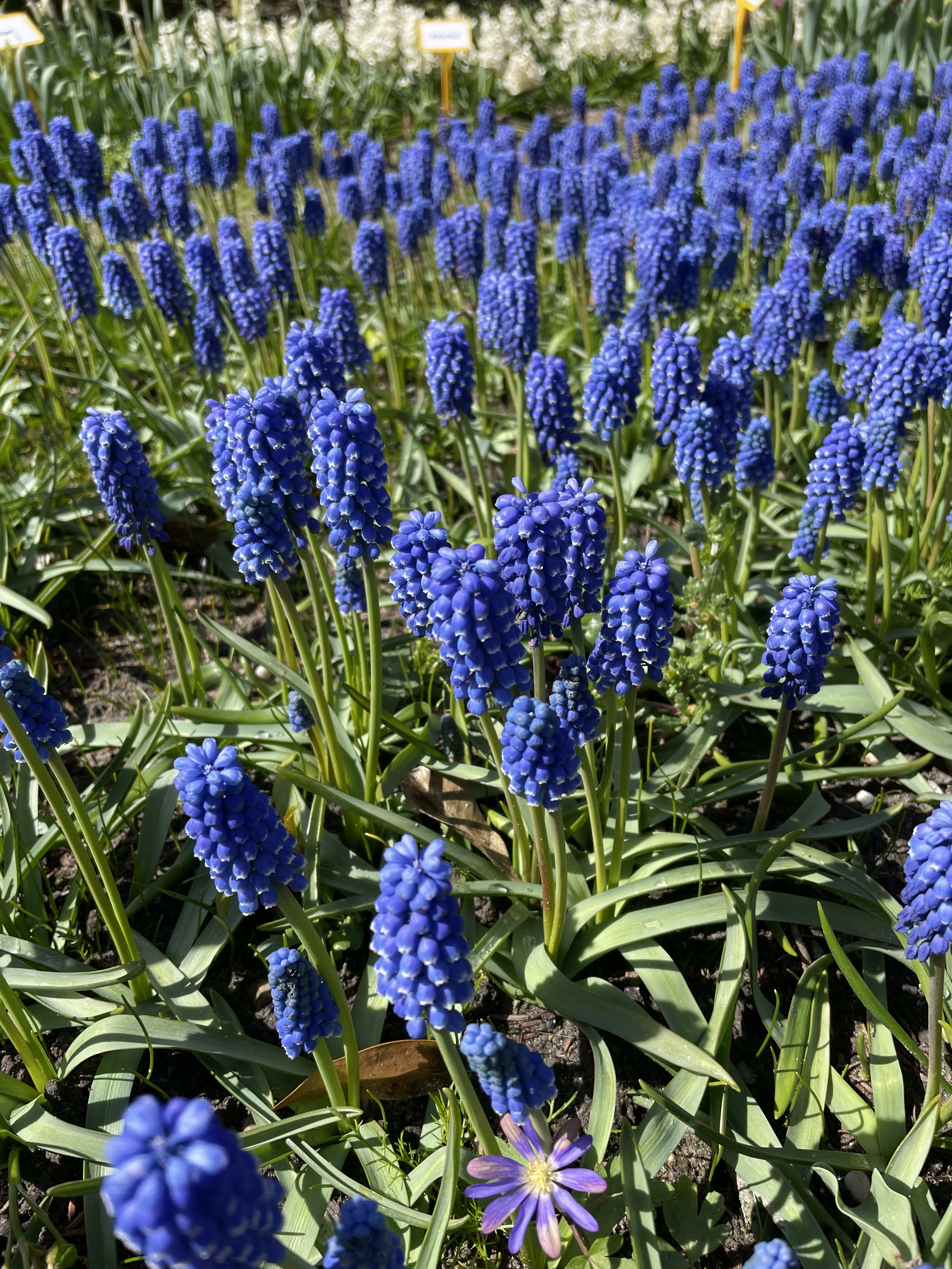 Planting Hyacinth Muscari