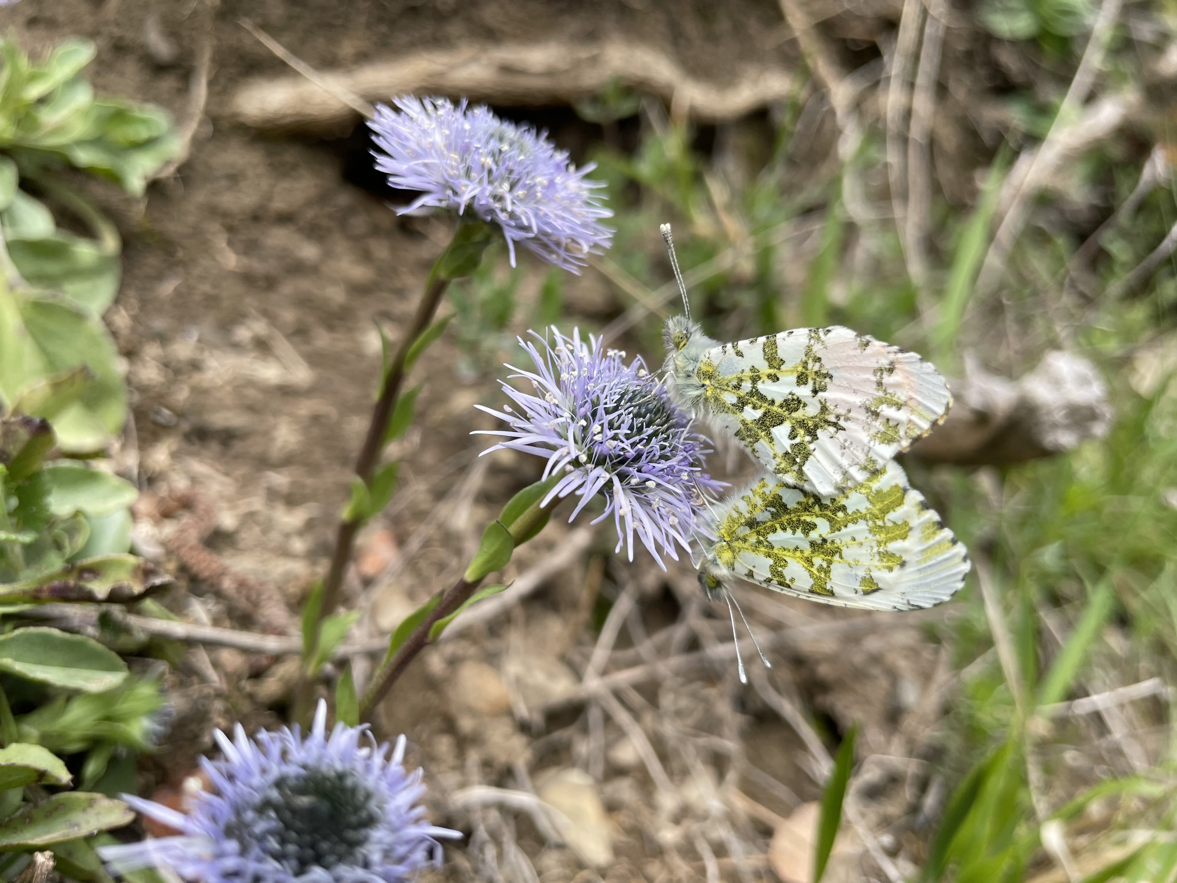 Creating a Butterfly Garden: A Haven for Nature’s Marvels