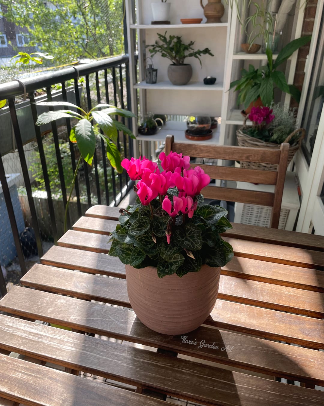 Cyclamen in a pot for a tiny balcony.