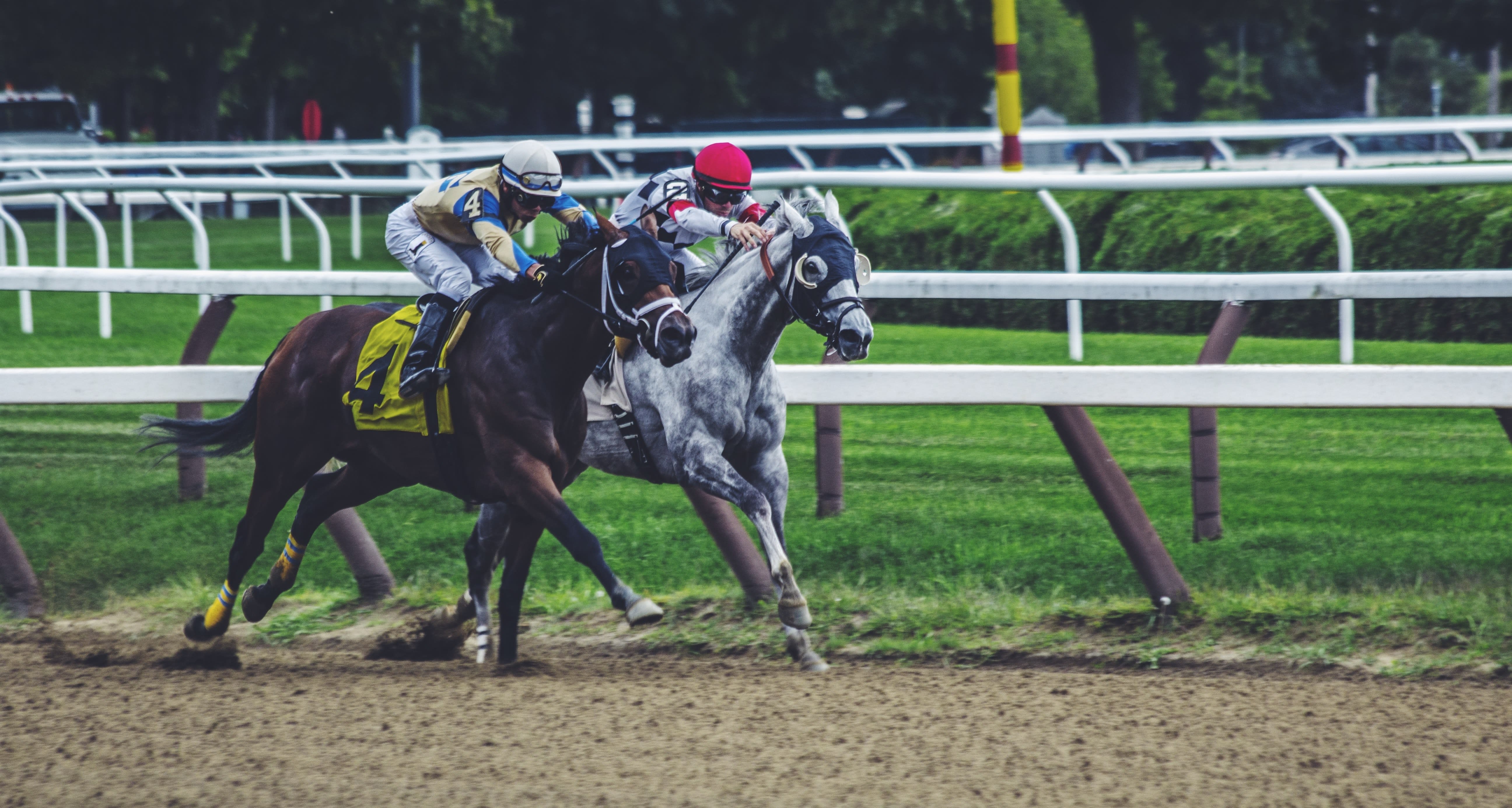 Two horses racing around the track bend