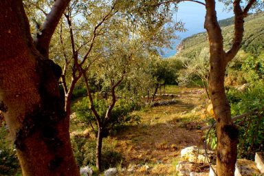 A small piece of the garden
