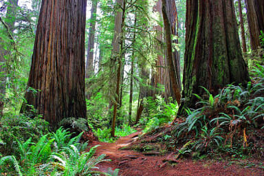 Purisima Creek Giant Redwoods in the Open Space Preserve