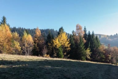 foret