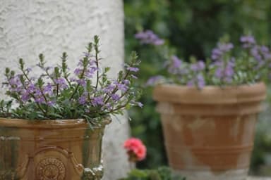 fleurs dans le jardin