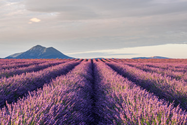 In the heart of Provence