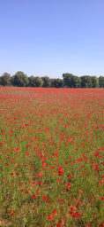 Field with poppies, May 2022. 20 minute walk from house