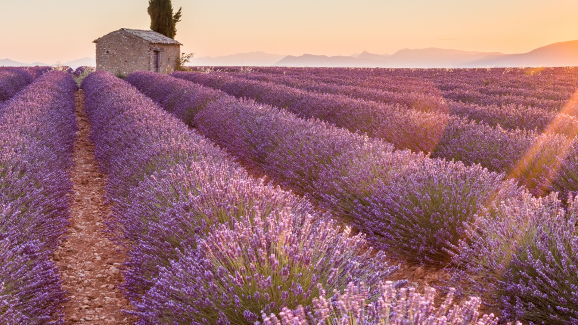 Champs de lavandes