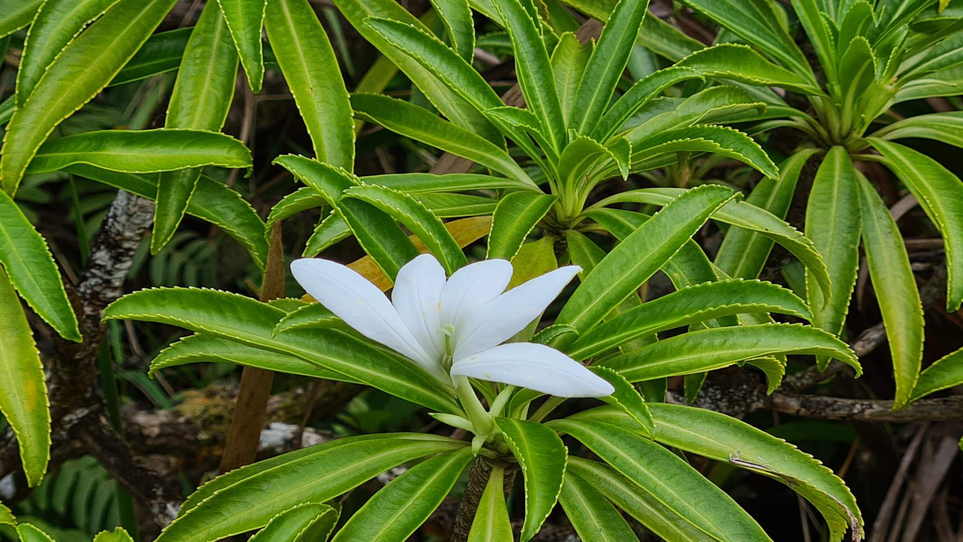 Raiatea