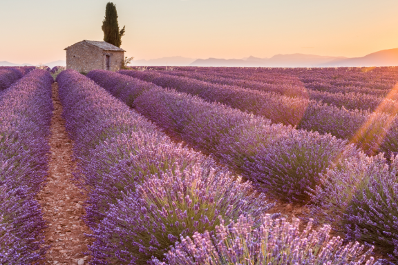 Champs de lavandes