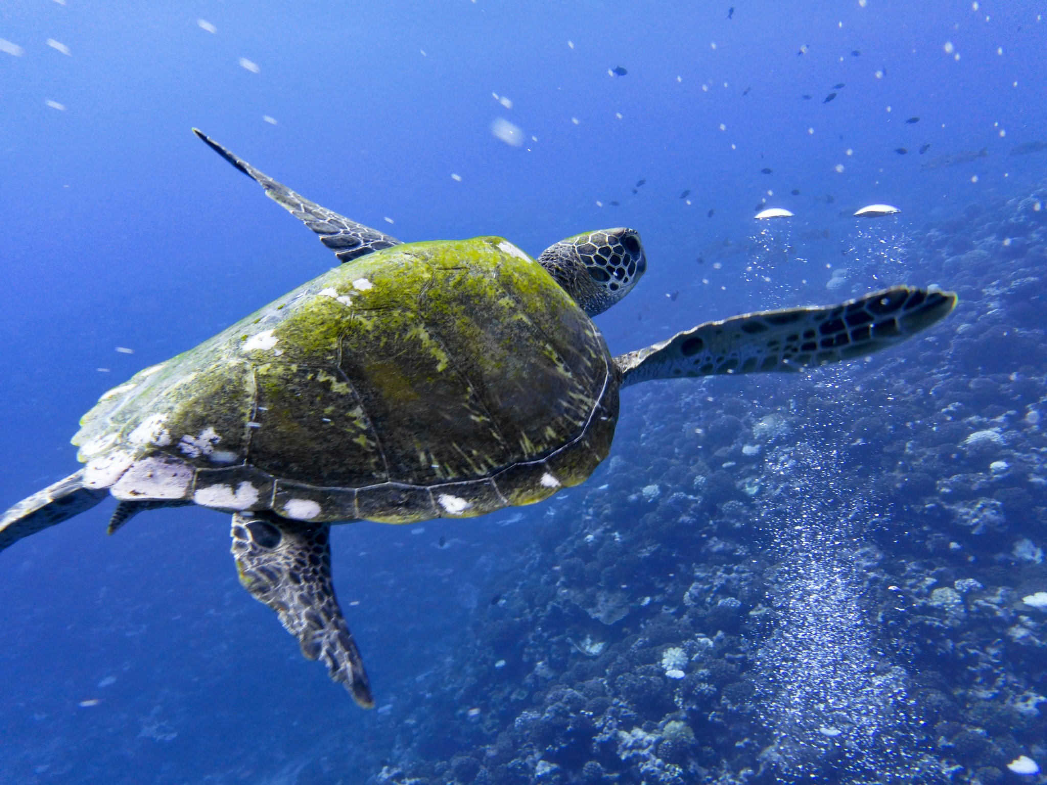 Tortue marine nageant dans les eaux polynésiennes