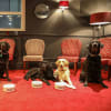 Guide dogs H, Georgia, Bruno, Rosa and Tommy enjoy the VIP treatment at Manchester Opera House