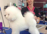 Professional Services Business in Townsville City