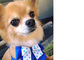 Animal Related Business in NSW