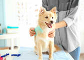 Animal Related Business in Elwood