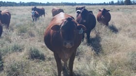 Rural / Farming commercial property for sale at " Murrisk" Goondiwindi QLD 4390