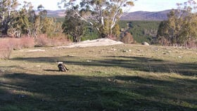 Rural / Farming commercial property for sale at 135 Peak View Road Peak View NSW 2630