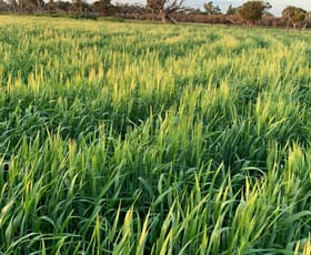 Rural / Farming commercial property for lease at Belka South Road Bruce Rock WA 6418