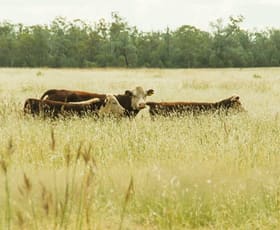 Rural / Farming commercial property sold at Old Moonie Road Moonie QLD 4406
