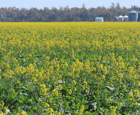 Rural / Farming commercial property for sale at Goondiwindi QLD 4390