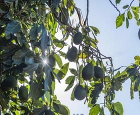 Rural / Farming commercial property sold at 87 Stanton Road Mareeba QLD 4880 Rural / Farming commercial property sold at 87 Stanton Road Mareeba QLD 4880