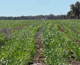 Rural / Farming commercial property for sale at 3282 Gungalman Road Carinda NSW 2831