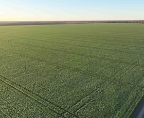 Rural / Farming commercial property for sale at Toobeah QLD 4498