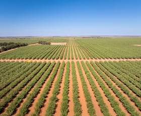 Rural / Farming commercial property for sale at 995 Millewa Road Koorlong VIC 3501