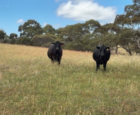 Rural / Farming commercial property for sale at 565 Gordon Road Meningie East SA 5264