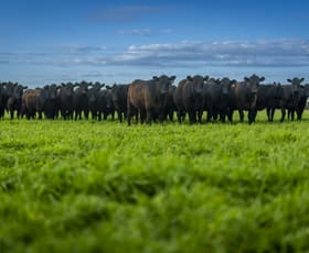 Rural / Farming commercial property for sale at 325 Maranoa Downs Road Stewart Range SA 5271