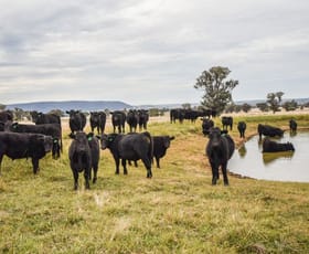 Rural / Farming commercial property sold at 3374 Murringo Rd Young NSW 2594