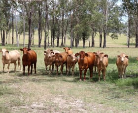 Rural / Farming commercial property sold at Lot 61 Cherry Lane Ivory Creek QLD 4313