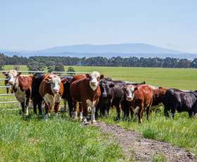 Rural / Farming commercial property sold at Hazelwood Road Traralgon VIC 3844